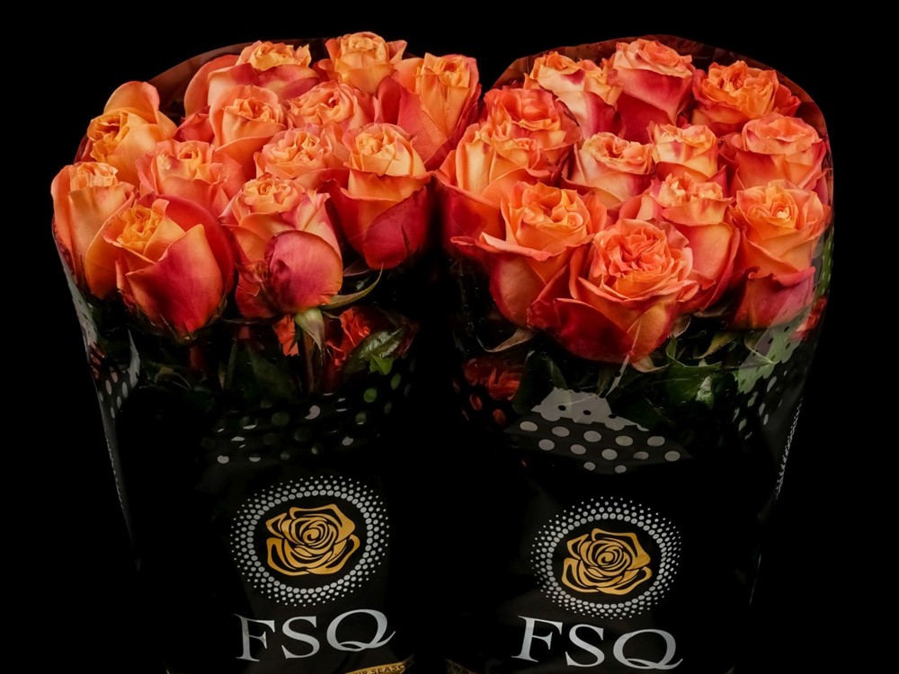 Wild Spirit A Orange Rose From Ecuador 